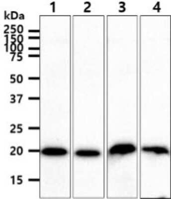 Western Blot: Frequenin Antibody (11B8)BSA Free [NBP2-59480]