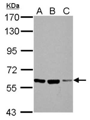 Western Blot: Frizzled-10 Antibody [NBP2-16532]