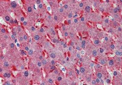 Immunohistochemistry-Paraffin: Frizzled-2 Antibody [NBP1-20920]