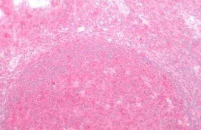 Immunohistochemistry-Paraffin: Frizzled-2 Antibody - BSA Free [NLS3488]