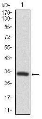 Western Blot: Frizzled-5 Antibody (2D12)BSA Free [NBP2-37451]
