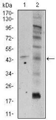 Western Blot: Frizzled-5 Antibody (2D12)BSA Free [NBP2-37451]