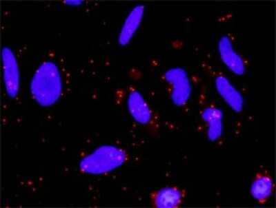 Proximity Ligation Assay: Frizzled-5 Antibody (6A3) [H00007855-M01]