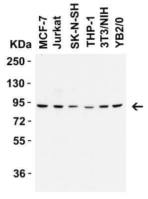 Western Blot: Frizzled-6 AntibodyBSA Free [NBP3-18335]