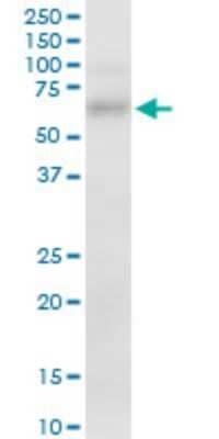 Western Blot: Frizzled-7 Antibody (4D9) [H00008324-M03]