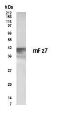 Western Blot: Frizzled-7 AntibodyBSA Free [NBP2-23624]