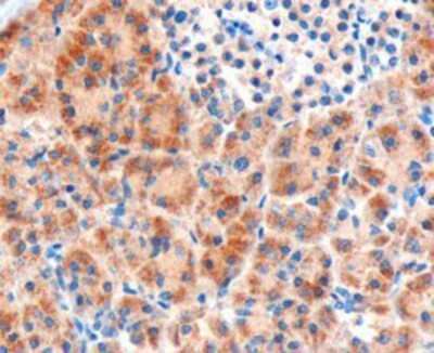 Immunohistochemistry-Paraffin: Frizzled-8 Antibody [NB100-2439]