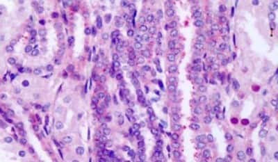 Immunohistochemistry-Paraffin: Frizzled-8 Antibody - BSA Free [NLS4767]