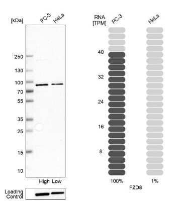 Western Blot: Frizzled-8 Antibody [NBP1-87410]