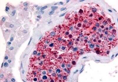 Immunohistochemistry-Paraffin: Frizzled-9 Antibody - BSA Free [NB100-59000]