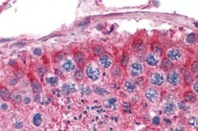 Immunohistochemistry-Paraffin: Frizzled-9 Antibody - BSA Free [NLS5097]