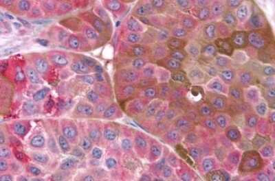 Immunohistochemistry-Paraffin: Frizzled-9 Antibody - BSA Free [NLS5097]