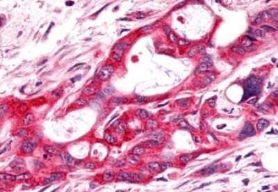 Immunohistochemistry-Paraffin: Frizzled-9 Antibody - BSA Free [NLS5103]