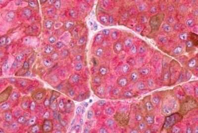 Immunohistochemistry-Paraffin: Frizzled-9 Antibody - BSA Free [NLS5103]