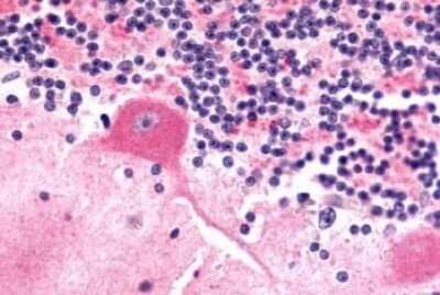 Immunohistochemistry-Paraffin: Frizzled-9 Antibody - BSA Free [NLS5103]