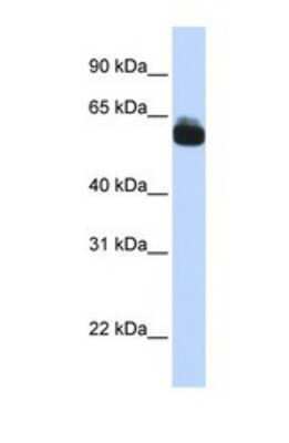 Western Blot: Frizzled-9 Antibody [NBP1-69278]