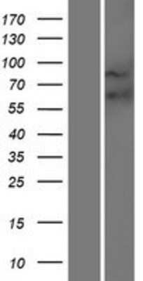 Western Blot: Frizzled-9 Overexpression Lysate [NBP2-10889]