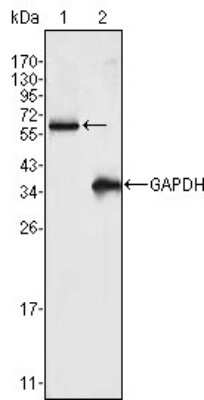 Western Blot: Frk Antibody (4E1)BSA Free [NBP1-47458]