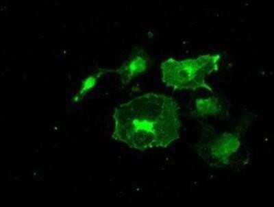 Immunocytochemistry/ Immunofluorescence: Frk Antibody (OTI6D2) - Azide and BSA Free [NBP2-70775]