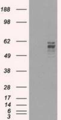 Western Blot: Frk Antibody (OTI6D2)Azide and BSA Free [NBP2-70775]