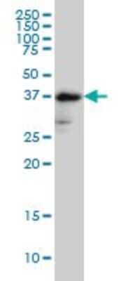 Western Blot: Fucosyltransferase 2/FUT2 Antibody (4C12) [H00002524-M02]