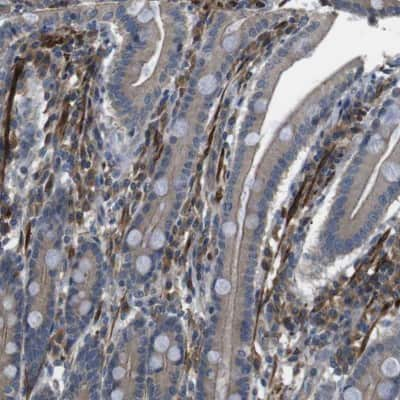 Immunohistochemistry-Paraffin: Fucosyltransferase 2/FUT2 Antibody [NBP1-80775]