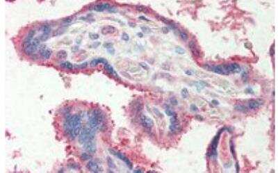 Immunohistochemistry-Paraffin: Fucosyltransferase 2/FUT2 Antibody [NBP2-26116]