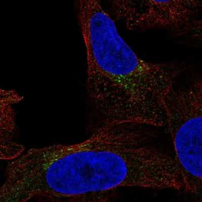 Immunocytochemistry/ Immunofluorescence: Fucosyltransferase 7/FUT7 Antibody [NBP2-55228]