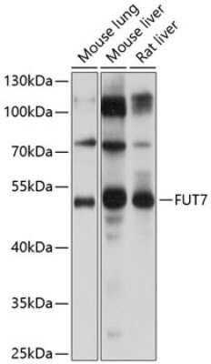 Western Blot: Fucosyltransferase 7/FUT7 AntibodyBSA Free [NBP3-02941]