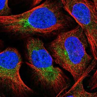 Immunocytochemistry/ Immunofluorescence: Fucosyltransferase 8/FUT8 Antibody [NBP2-58933]