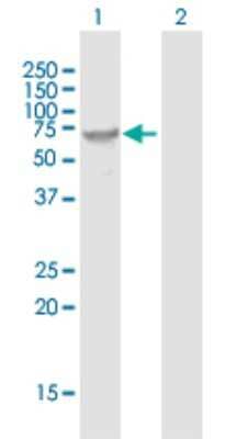 Western Blot: Fucosyltransferase 8/FUT8 Antibody [H00002530-B01P]