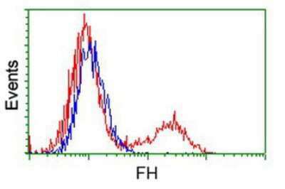 Flow Cytometry: Fumarase Antibody (OTI1F10) [NBP1-47754]