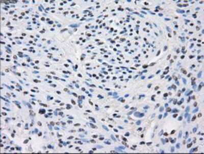 Immunohistochemistry-Paraffin: Fumarase Antibody (OTI1F10) [NBP1-47754]