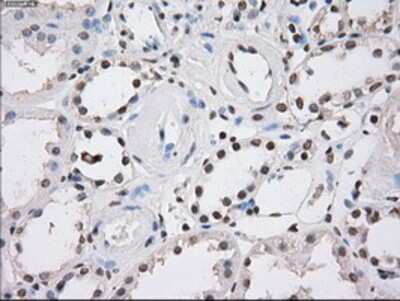 Immunohistochemistry-Paraffin: Fumarase Antibody (OTI1F10) [NBP1-47754]