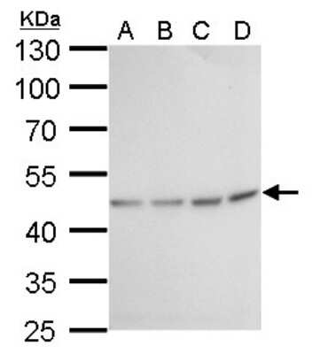 Western Blot: Fumarase Antibody (7612) [NBP2-43578]