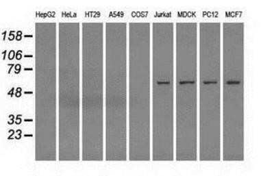 Western Blot: Fumarase Antibody (OTI1F10)Azide and BSA Free [NBP2-70733]