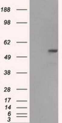 Western Blot: Fumarase Antibody (OTI1F10)Azide and BSA Free [NBP2-70733]