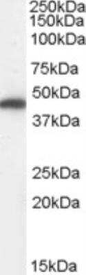 Western Blot: Fumarase Antibody [NB100-61663]