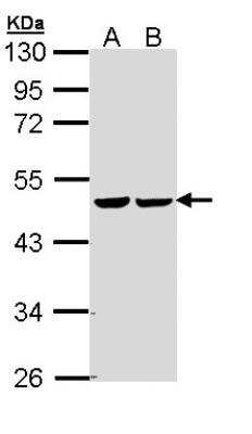 Western Blot: Fumarase Antibody [NBP1-32893]