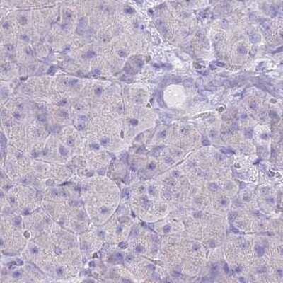 Immunohistochemistry-Paraffin: Fumarylacetoacetate hydrolase Antibody [NBP2-48807]