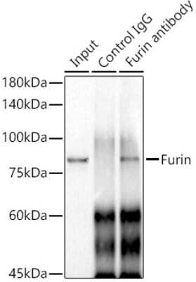 Immunoprecipitation: Furin Antibody (1P6N8) [NBP3-16535]
