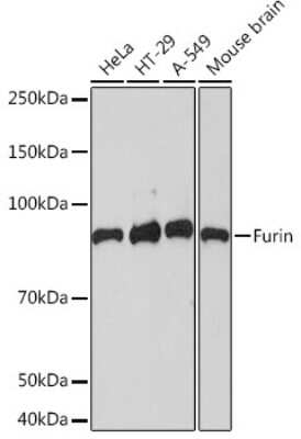 Western Blot: Furin Antibody (1P6N8) [NBP3-16535]