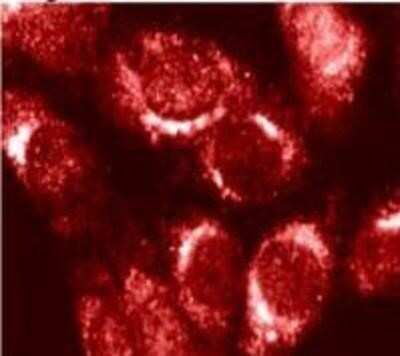 Immunocytochemistry/ Immunofluorescence: Furin Antibody [NB100-1903]