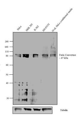 Western Blot: Furin Antibody [NB100-1903]