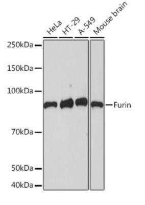 Western Blot: Furin Antibody (1PN6N8)BSA Free [NBP3-07955]