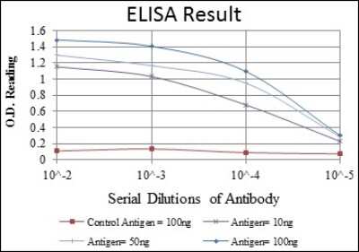 ELISA: Fyn Antibody (2A10) - BSA Free [NBP2-37588]