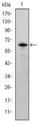 Western Blot: Fyn Antibody (2A10)BSA Free [NBP2-37588]