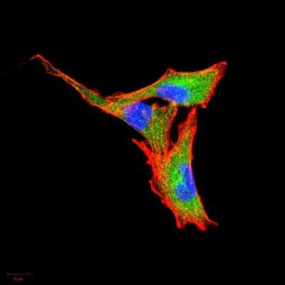Immunocytochemistry/ Immunofluorescence: G-CSF Antibody (7E4F7) - BSA Free [NBP2-52447]
