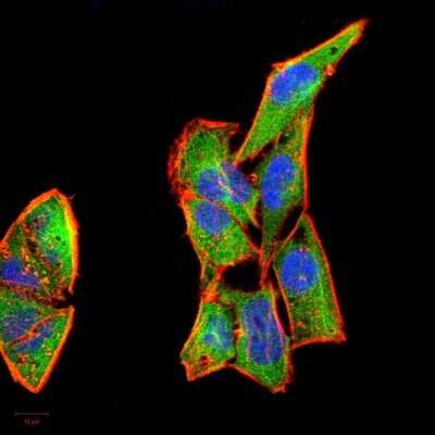 Immunohistochemistry: G-CSF Antibody (7E4F7) - BSA Free [NBP2-52447]