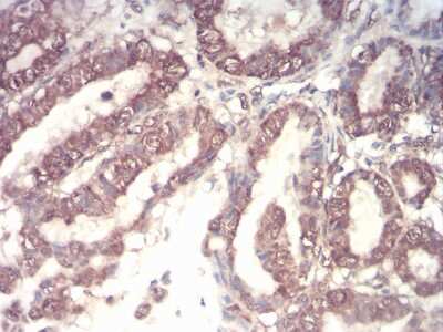 Immunohistochemistry: G-CSF Antibody (7E4F7) - BSA Free [NBP2-52447]